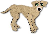 Bongo