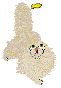 Noodles